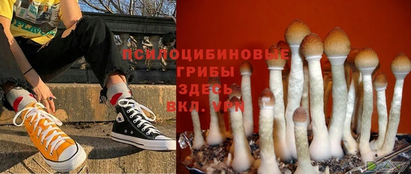 прущие грибы Михайлов